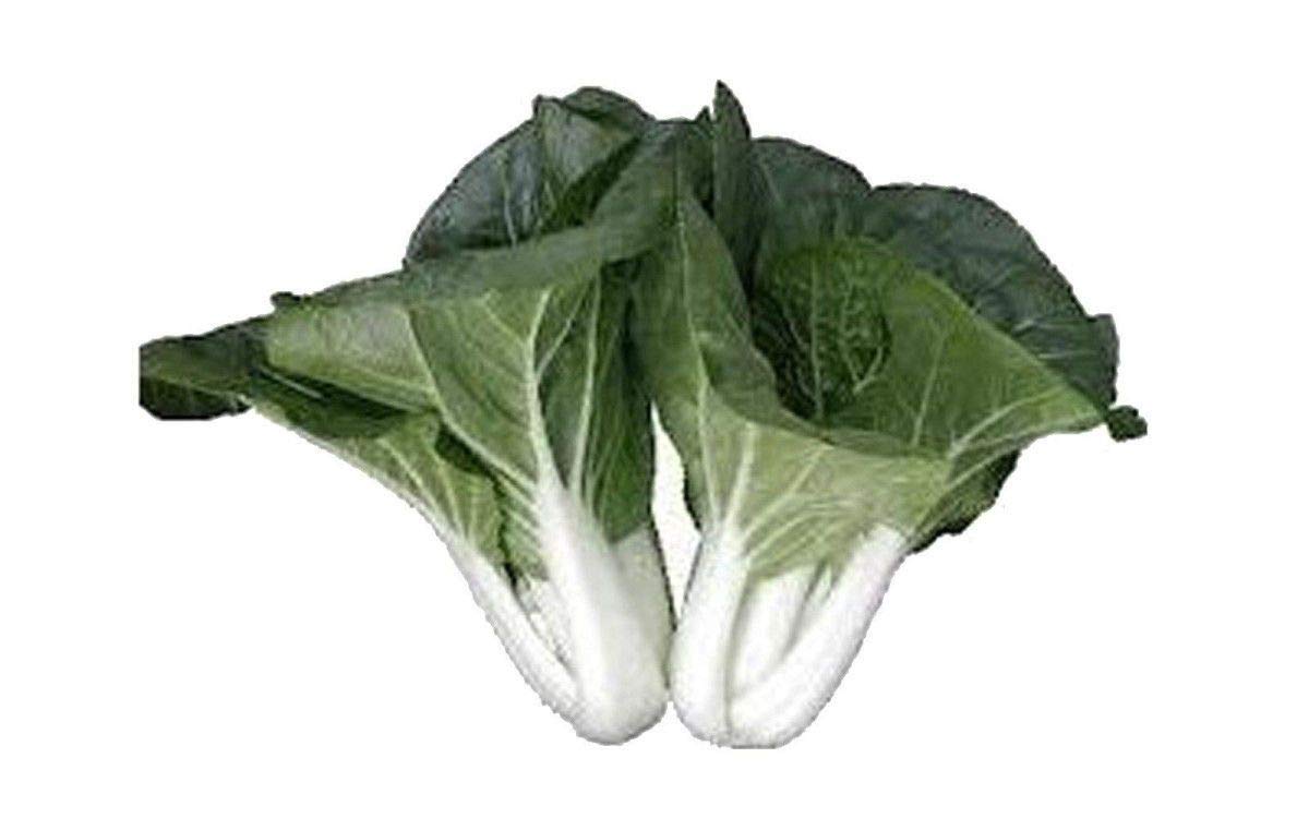 Pak (choi vegetable Brassica rapa) for planting in garden